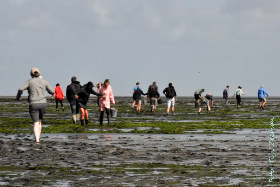 Groepsverblijf Zwaluwhof groep mensen op het wad